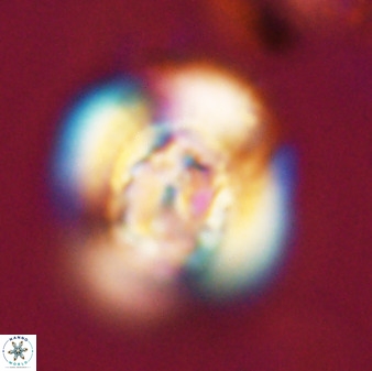 Watznaueria cauveryensis 40605
