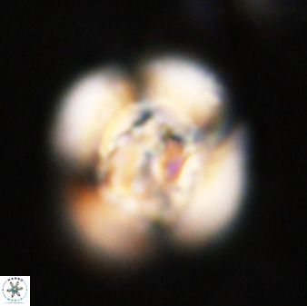 Watznaueria cauveryensis 40606