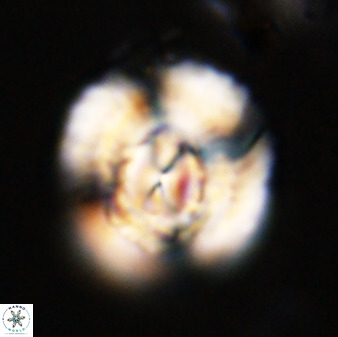 Watznaueria cauveryensis 40607