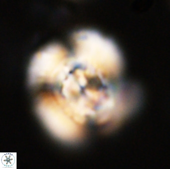 Watznaueria cauveryensis 40610