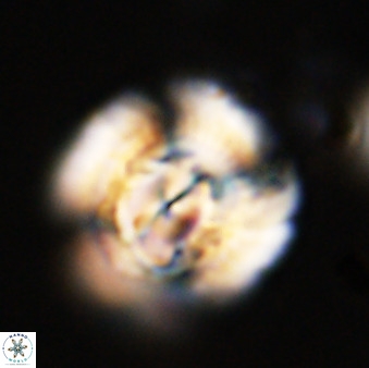 Watznaueria cauveryensis 40614