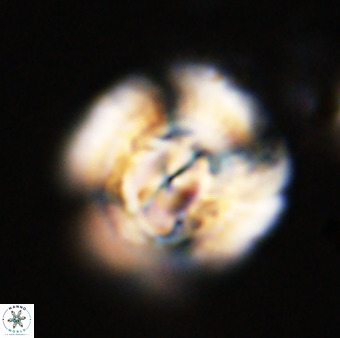 Watznaueria cauveryensis 40615