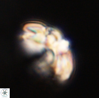 Watznaueria cauveryensis 40620