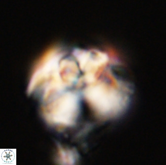 Watznaueria cauveryensis 40623