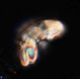 Watznaueria cauveryensis 40626