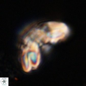 Watznaueria cauveryensis 40626