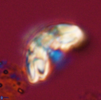 Watznaueria cauveryensis 40627