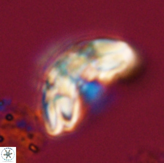 Watznaueria cauveryensis 40627
