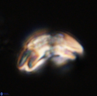 Watznaueria cauveryensis 40629