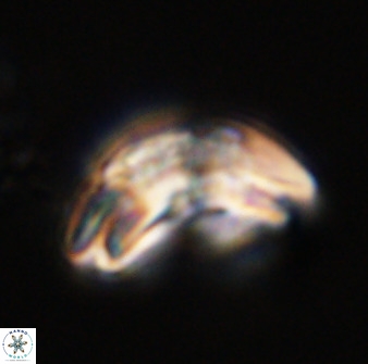 Watznaueria cauveryensis 40629