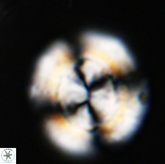 Watznaueria cauveryensis 41924