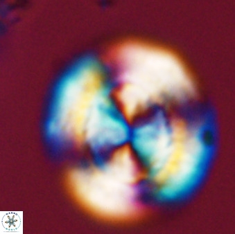 Watznaueria cauveryensis 41925