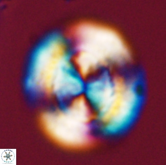Watznaueria cauveryensis 41926