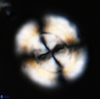 Watznaueria cauveryensis 41927