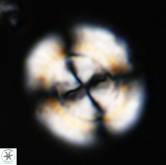 Watznaueria cauveryensis 41927