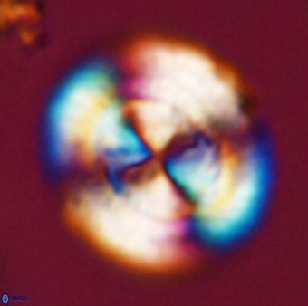 Watznaueria cauveryensis 41928