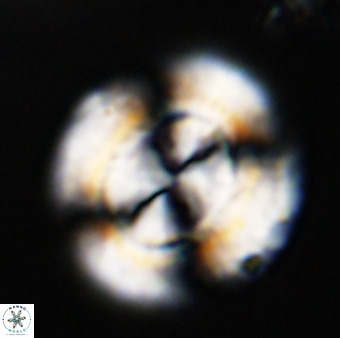 Watznaueria cauveryensis 41929