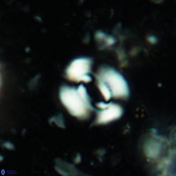 Watznaueria coronata 5238