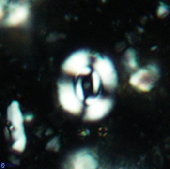 Watznaueria coronata 5241