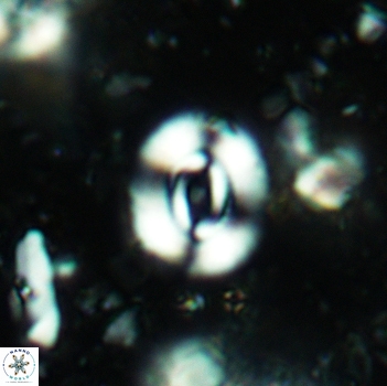 Watznaueria coronata 5241
