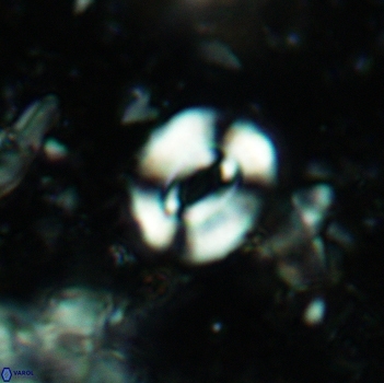 Watznaueria coronata 5242