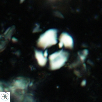 Watznaueria coronata 5242
