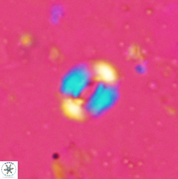 Watznaueria coronata 5845