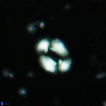 Watznaueria coronata 5840