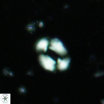 Watznaueria coronata 5840