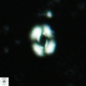 Watznaueria coronata 5843