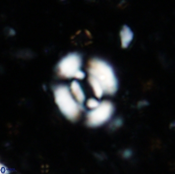 Watznaueria coronata 1573
