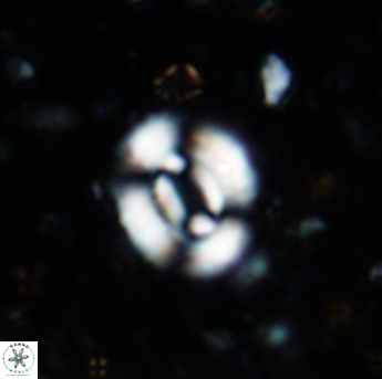 Watznaueria coronata 1573