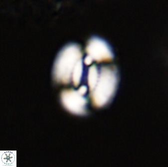 Watznaueria coronata 39865