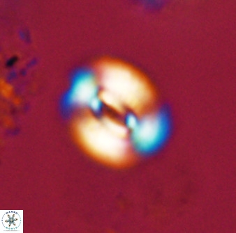 Watznaueria coronata 39867