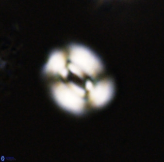 Watznaueria coronata 39868