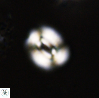 Watznaueria coronata 39868