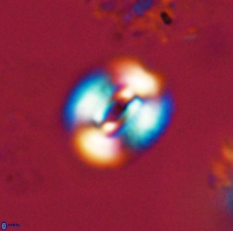 Watznaueria coronata 39870