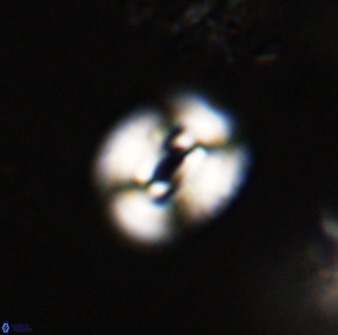 Watznaueria coronata 39871