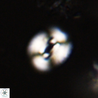 Watznaueria coronata 39871