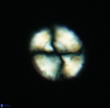 Watznaueria cynthae 2739