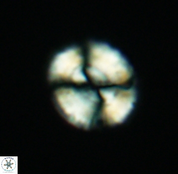 Watznaueria cynthae 2739