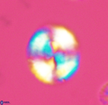 Watznaueria cynthae 2741