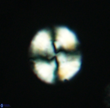 Watznaueria cynthae 2742