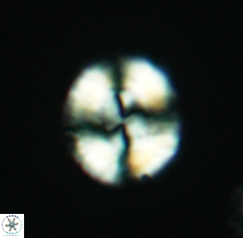 Watznaueria cynthae 2742