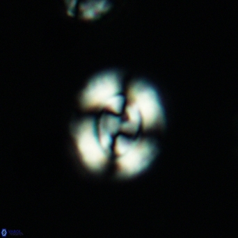 Watznaueria cynthae 3537