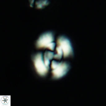 Watznaueria cynthae 3537