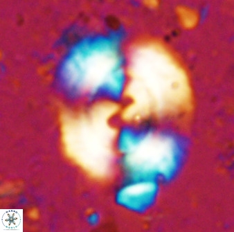 Watznaueria cynthae 36399