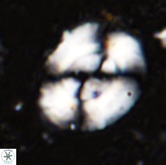 Watznaueria cynthae 36402