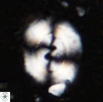 Watznaueria cynthae 36410