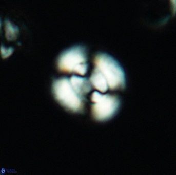 Watznaueria cyntiae 3540